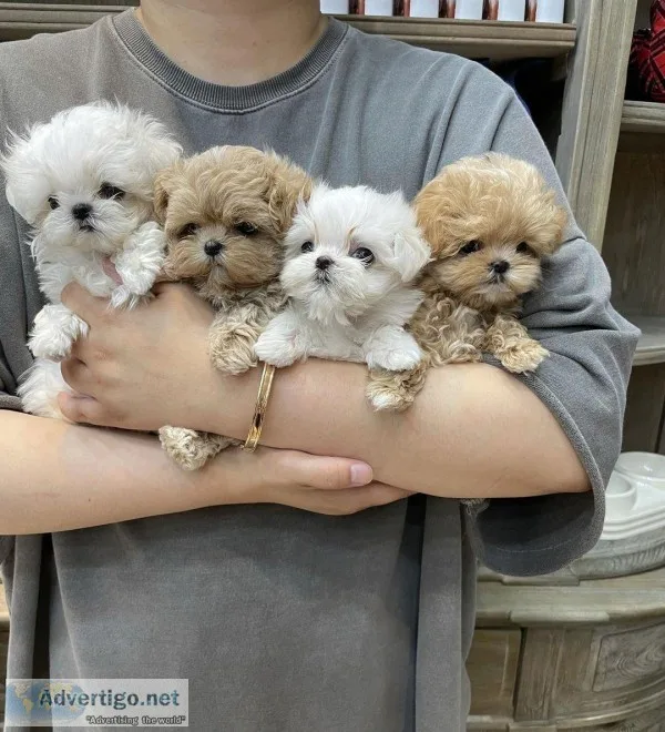 Maltipoo And Cavapoo Puppies