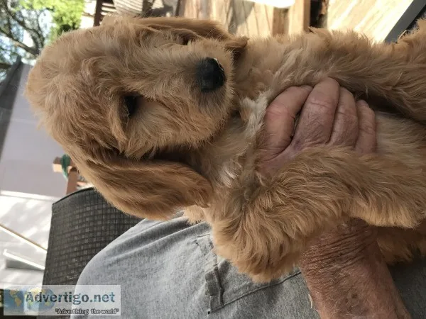 Labradoodles