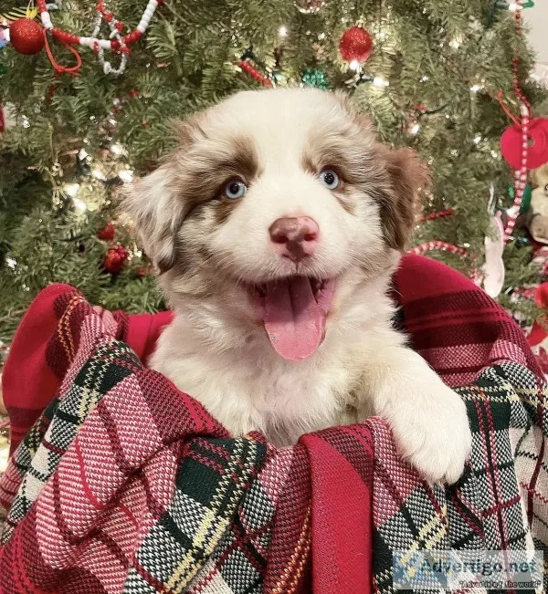 Australian shepherd puppies
