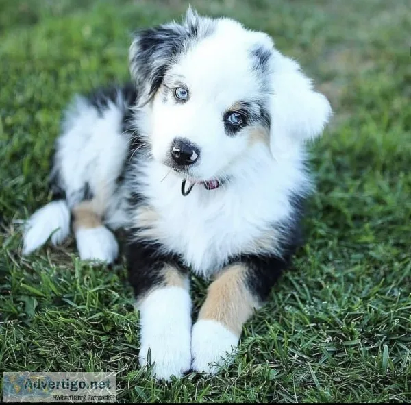 Australian shepherd puppies