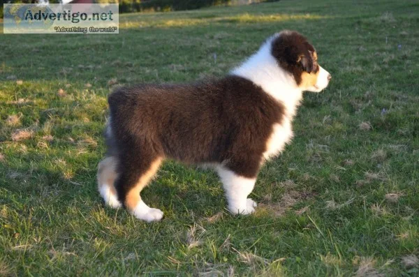 Australian shepherd puppies