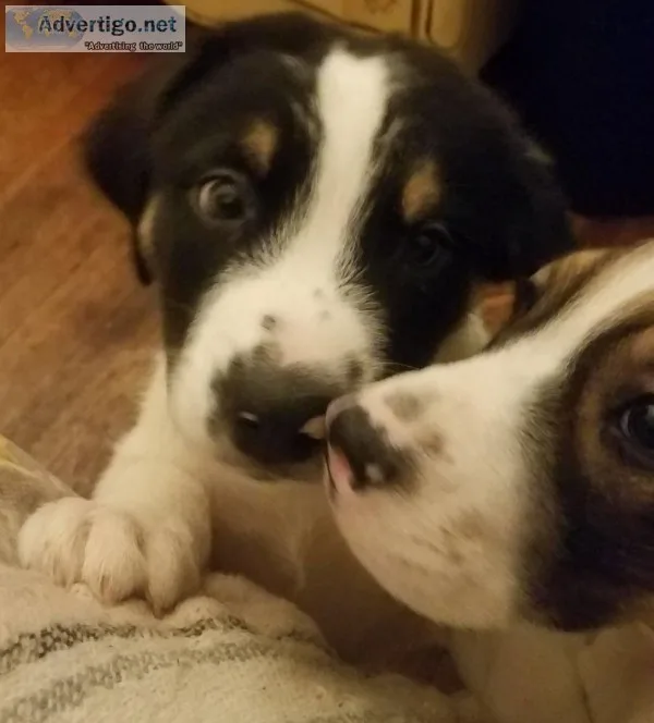 Free Puppies