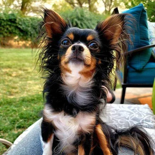 Tri-Color Cute Cihuahua STud Male Dog