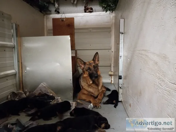 Akc german shepherd puppies