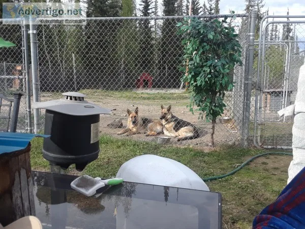 Akc german shepherd puppies