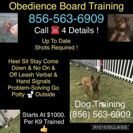 K9 obedience program deal