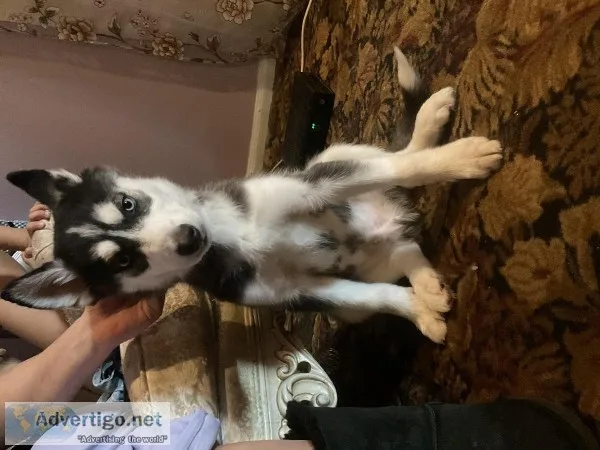 Siberian husky puppy