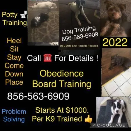 K9 obedience program deal