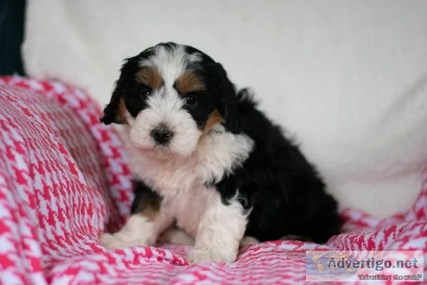 Corey Mini Bernedoodle