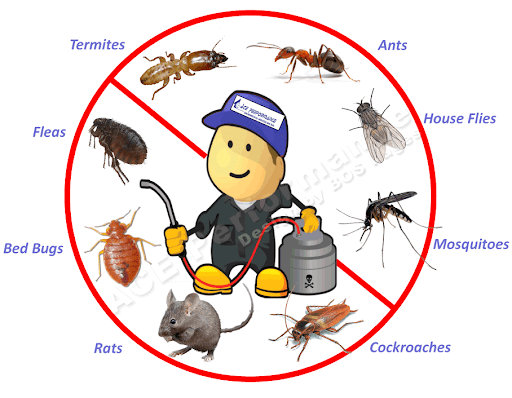 Termite Control South Delhi