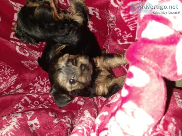 Yorkie puppies