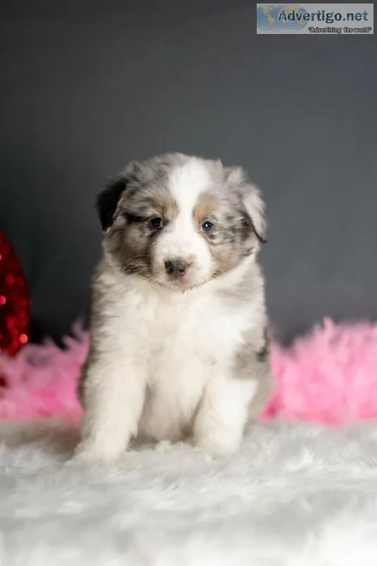 Willie Australian Shepard