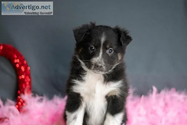 Wanda Australian Shepherd