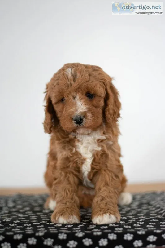Kate Mini Cavapoo
