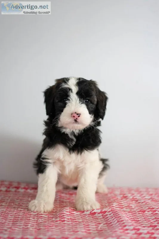 Annie Mini Sheepadoodle