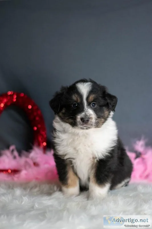Wally Australian Shepherd