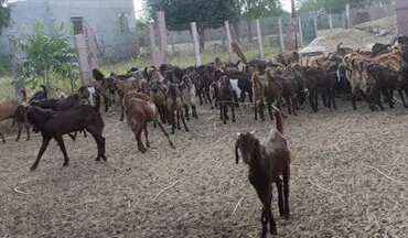 Meat goat breeds in india