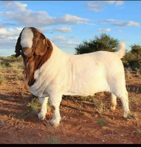 Meat goat breeds in india