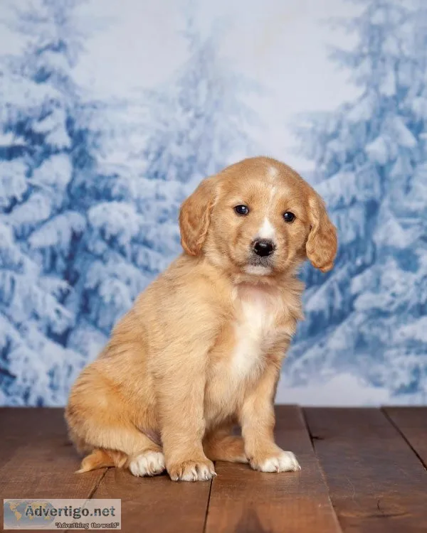 Ruby Golden Retriever