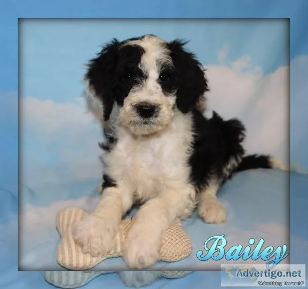 Bailey Sheepadoodle