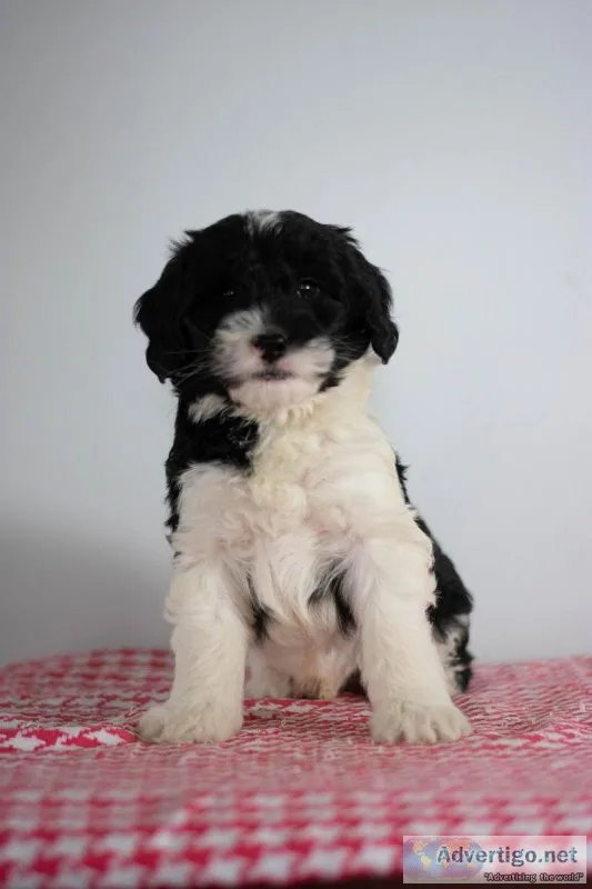 Riley Mini Sheepadoodle
