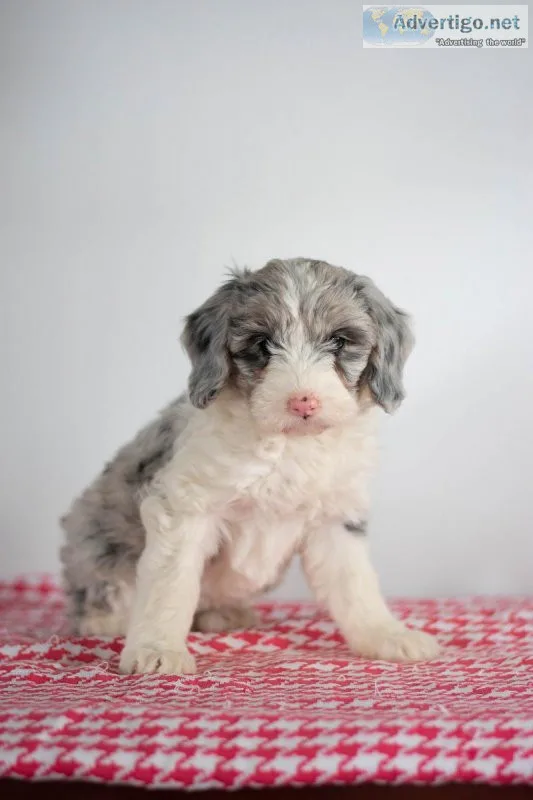 Bella Mini Sheepadoodle