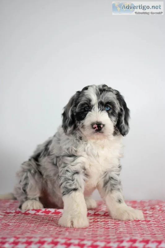Toby Mini Sheepadoodle