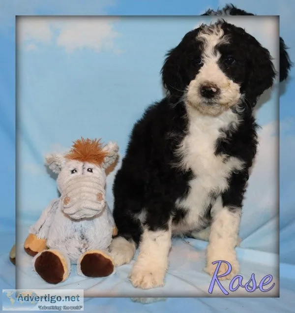 Rose Sheepadoodle