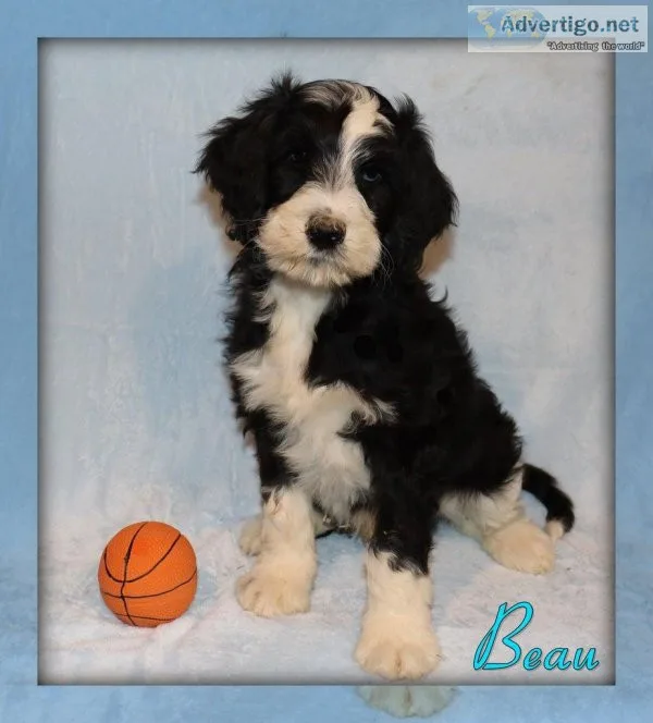 Beau Sheepadoodle