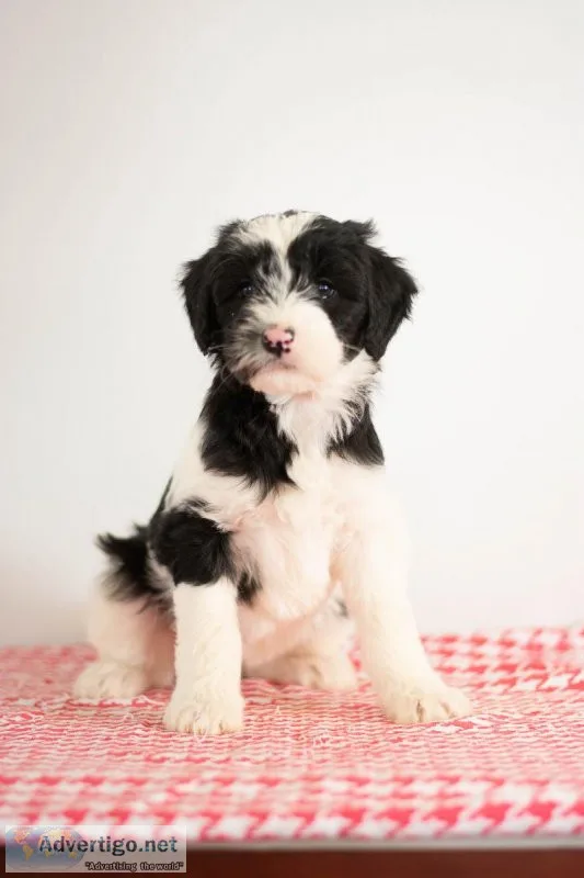 Sarah Mini Sheepadoodle