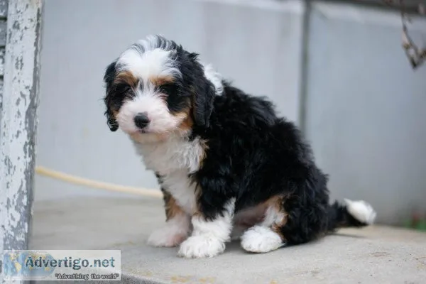 Sophie Bernedoodle