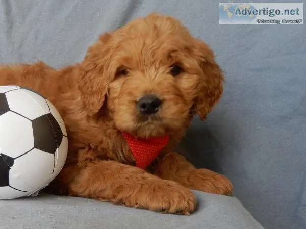 Rusty Goldendoodle