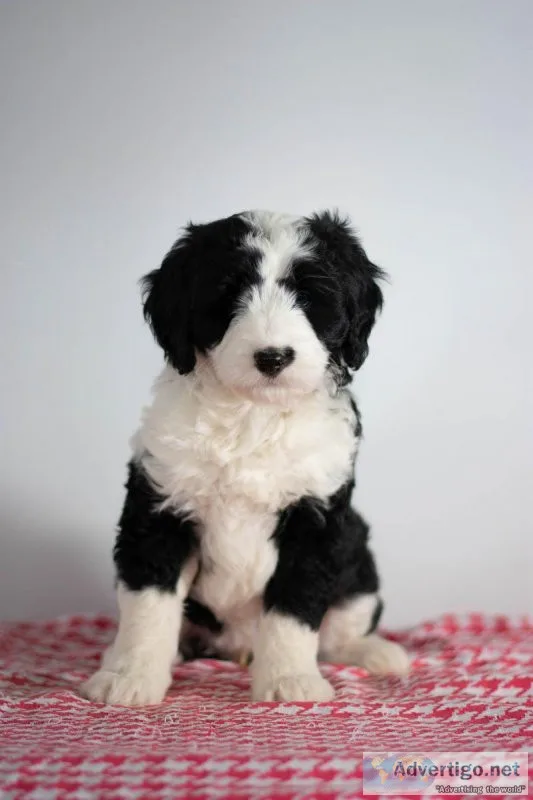 Emily Mini Sheepadoodle