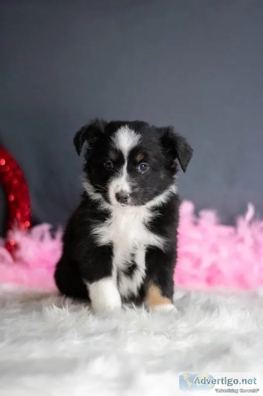 Wenzel Australian Shepherd