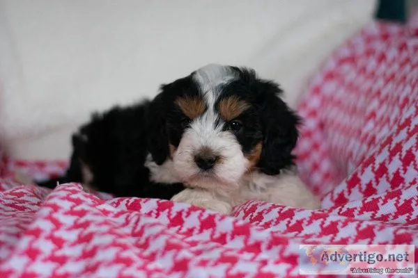 Cody Mini Bernedoodle