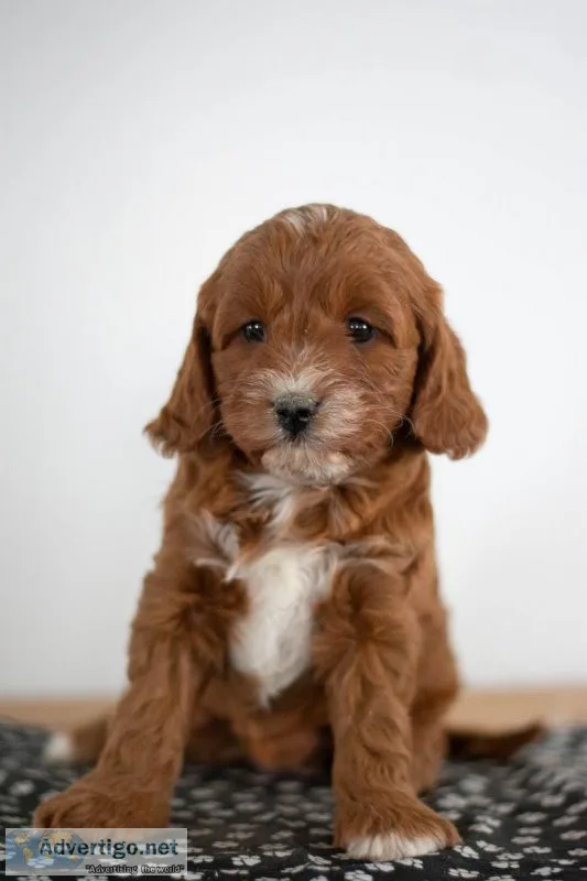 Rose Mini Cavapoo