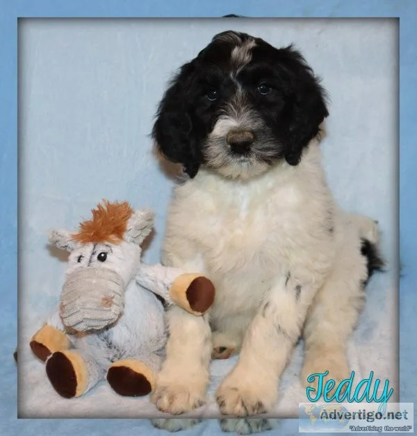 Teddy Sheepadoodle