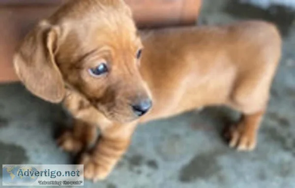 Jo Jo Mini Dachshund