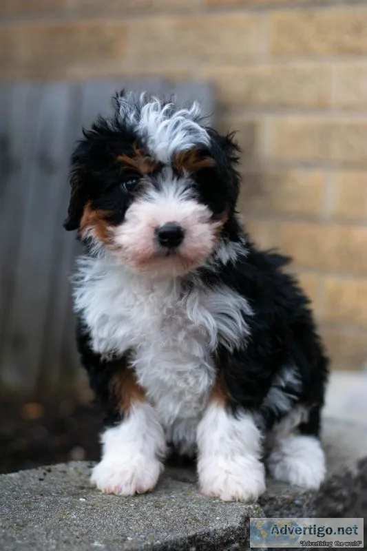 Luna Bernedoodle