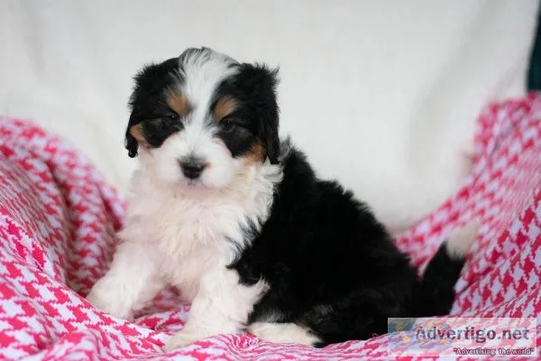 Alli Mini Bernedoodle