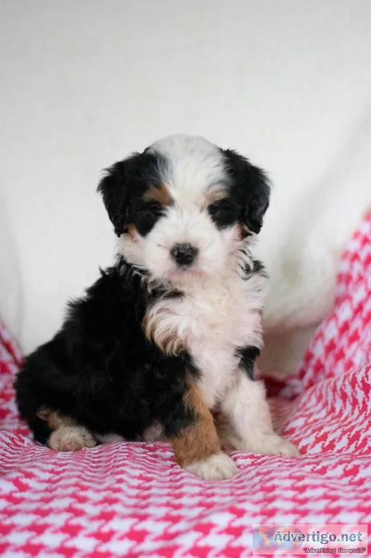 Sabrina Mini Bernedoodle