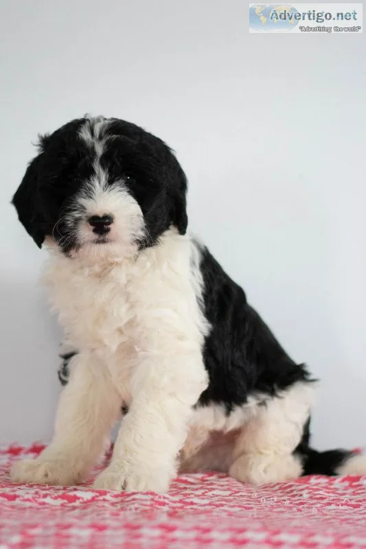 Butch Mini Sheepadoodle