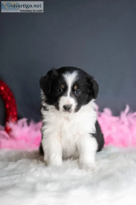 Wendyl Australian Shepherd