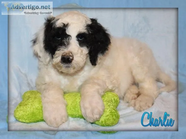 Charlie Sheepadoodle