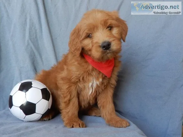 Biscuit goldendoodle