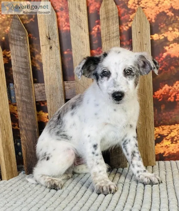 Rudy blue heeler mix