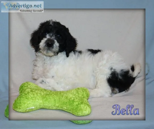 Bella Sheepadoodle