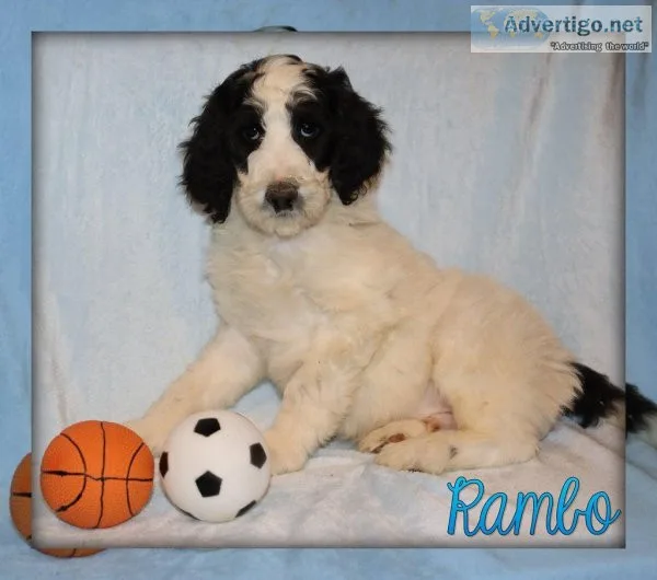 Rambo Sheepadoodle