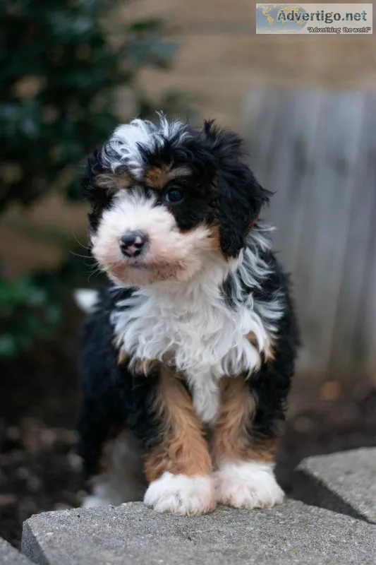 Milo Bernedoodle