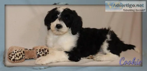 Cookie Sheepadoodle